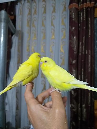 Digər quşlar: 2 aylıg qırmızı göz ələ öyrəşmiş quşdu
sumqayit — 15