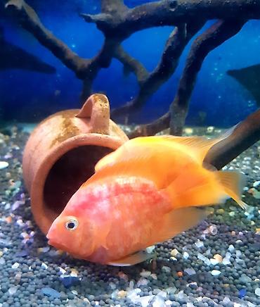 akvarium baliqlari qiymeti: Cixlid balığı, Yırtıcı — 4