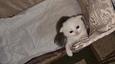 Pişiklər: Şinşilla, Dişi -da lalafo.az — 6 Pişiklər: Şinşilla, Dişi — 6