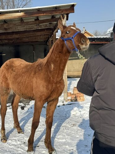 Лошади, кони: Продаю | Жеребенок | Для разведения | Племенные — 4