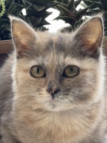 сиамский котенок: Котенок подросток девочка ищет дом и самых добрых и ласковых хозяев