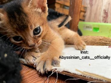 тай ат: Абиссинская породапродаются котята. к лотку приучены будут.все — 4