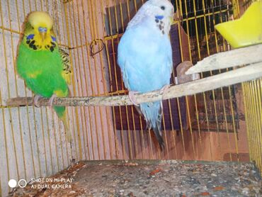 Digər quşlar: Çex cütler satılır papuqaylar təmiz qan vıstıvıcnıy vıstıvka sərgi — 2