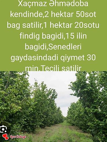 ehmedlide torpaq: Kənd təsərrüfatı, Texniki pasport, Bələdiyyə, Müqavilə — 1