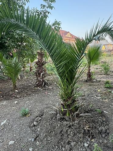 аааф парк фото: Vaşinqton Palma ağacları – 150cm 
Xurma agaclari. Her razmerde — 2