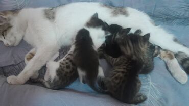 уй са: Домашние котенки по 500сом 
ватсап номер 
город Ош