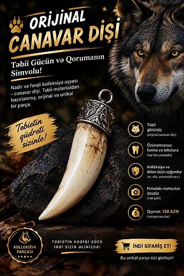 hamam dekoru: Məhsul: Orijinal təbii canavar dişi – kolleksiya və dekor üçün unikal — 2