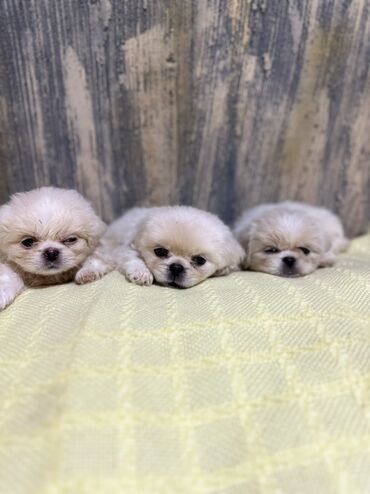 купить собаку бигль: Pekines, 2 ay, Erkek