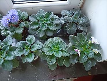 Фиалки и глоксинии: Продаю фиалки есть детки — 6