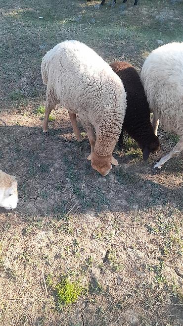 Qoyunlar, qoçlar: Salam 4 5 bala doğmuş qoyunlardi 6 denedi 1 denede 8 aylig guzu var — 5