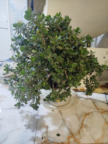 Otaq bitkiləri: Succulent “Pul ağacı” (Crassula ovata) – iri, kolvari formaya — 5