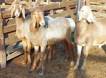 объявления о найденных животных: Продаю | Овца (самка), Ягненок, Баран (самец) | Арашан | Для разведения | Племенные, Осеменитель, Матка