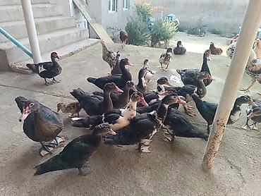 bildircin qusu: Dişi, | Lal ördək, Ətlik — 1