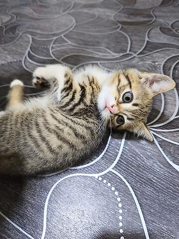 Отдам даром кошку: Кошка даром: Беспородная, Девочка — 1