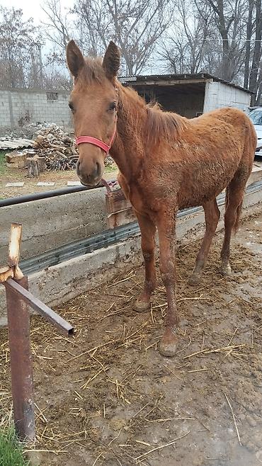 Другие животные: Тай сатылат жашы 1.жаш баасы 100.миң — 3