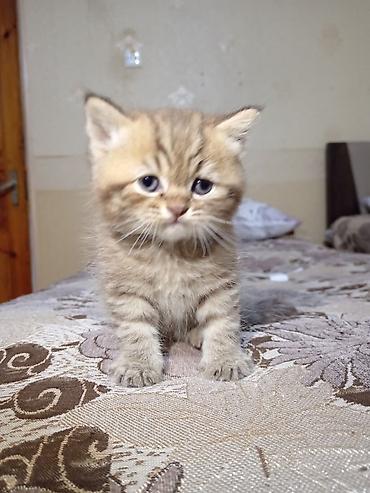 Pişiklər: Britan — 5