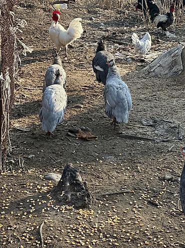 Птицы: 10 голов — 4