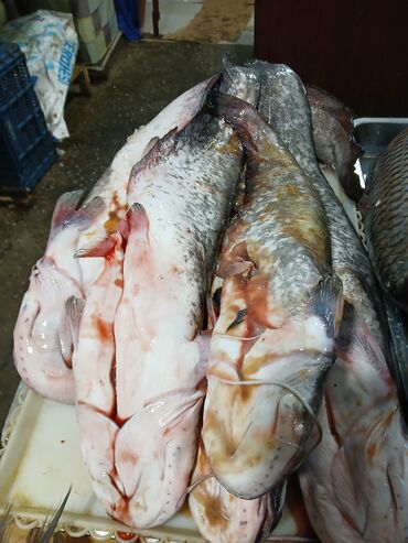 Рыба и морепродукты: Свежий — 10
