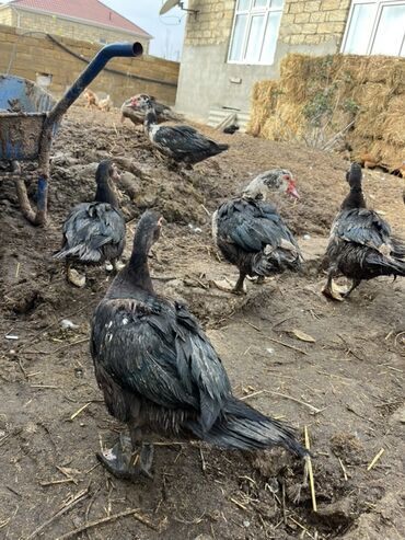 Коровы, быки: Самка, | Lal ordek, Для разведения, Самовывоз