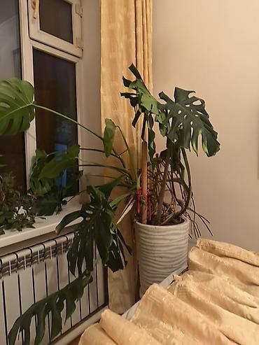 Монстеры: Монстера делициоза (Monstera deliciosa) — крупное комнатное растение с — 1