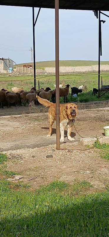 İtlər: Qurdbasar, 2 il, Erkek, Peyvəndli — 13