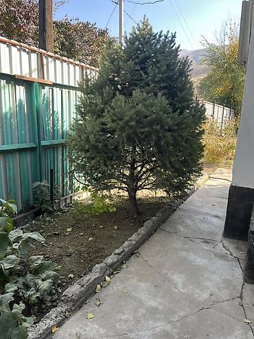 садовый измельчитель viking: Ель/сосна декоративная, взрослое дерево для участка. - Порода — 1
