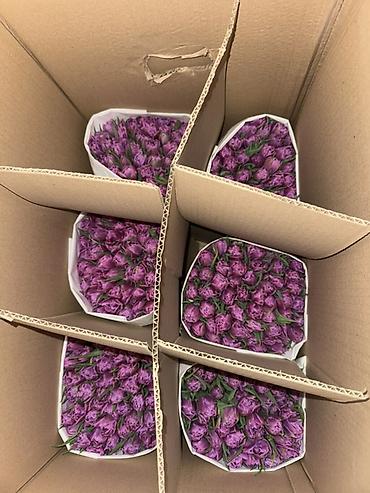 Букеты из живых цветов: Премиальные импортные тюльпаны Привозные тюльпаны лучшего качества — 8