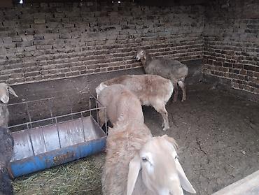 Баран, овца: Продаю | Баран (самец) | Для разведения | Осеменитель — 3