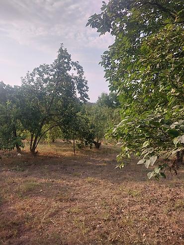 Torpaq sahələrinin satışı: 25 sot — 11