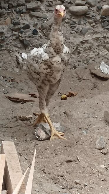 atların qiyməti: Toyuq, Damazlıq, Ünvandan götürmə