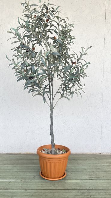 Комнатные растения: Оливковое ветвь : 12 шт 
4 шт ( 1.50 см )