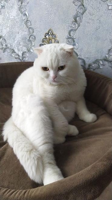 Pişiklər: Dişi -da lalafo.az — 8 Pişiklər: Dişi — 8