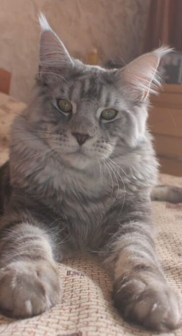 шотландский котик: Продам в ответственные руки кота очень крупный красивый котик развязон