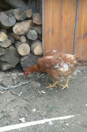 Eşşəklər: Toyuq, Damazlıq, Ödənişli çatdırılma