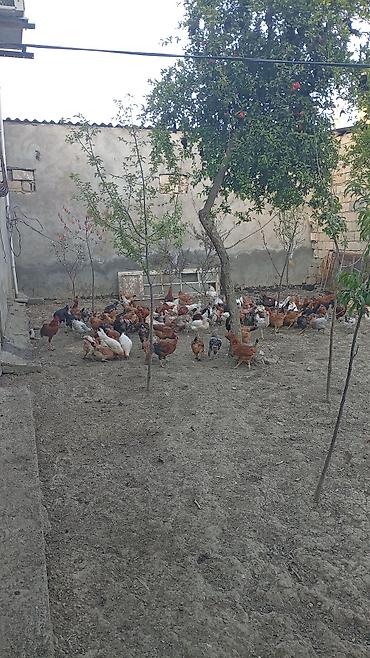 hovsanda cuce satisi: Toyuq, Ətlik, Ünvandan götürmə — 2
