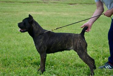 Psi: Postanite vlasnik jednog od naših vrhunskih Cane Corso štenaca — 27