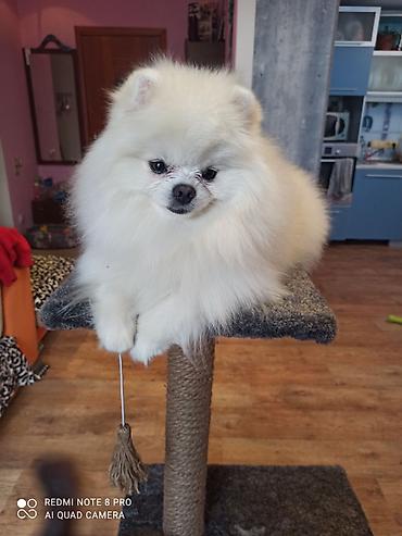 Вязка собак: Шпиц Померанский, Предлагается для вязки, не продается! Даёт — 4