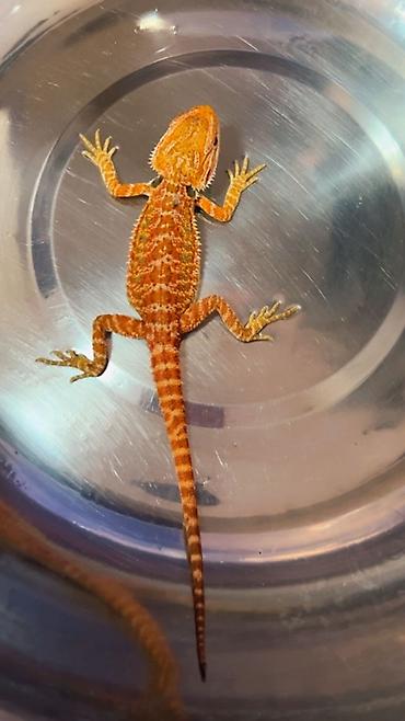 taxta qurdu: Bearded dragon ( aqama ) ve gecko ( eublefar ) kertenkele balalari — 7