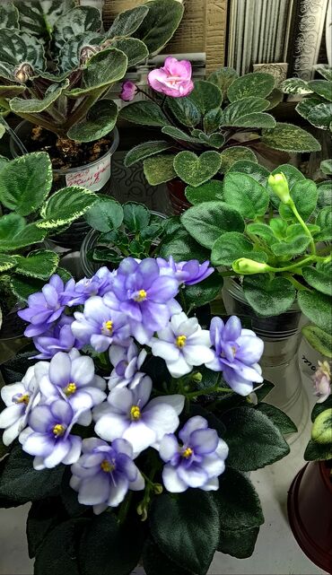 Фиалки и глоксинии: В продаже детки,пасынки сортовых мини и полумини фиалок 🌺🌿🌺 at lalafo.kg — 4 Фиалки и глоксинии: В продаже детки,пасынки сортовых мини и полумини фиалок 🌺🌿🌺 — 4