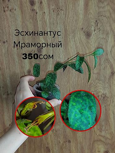 неделю: Комнатные растения — саженцы и черенки. 1) Живое дерево (лечебное) — — 3