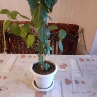 Otaq bitkiləri: Sansivyera bitkisi 5 gövdəlidir dibçəyin biri 20 — 4