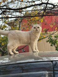 pişik erkek: Britan, Erkək