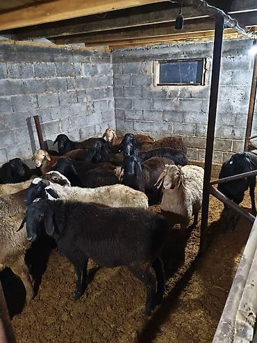 Баран, овца: Продаю | Овца (самка) | Меринос | Для разведения | Матка — 5