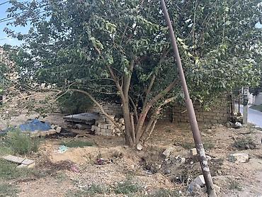 bine evler: 2 sot, Tikinti, Barter mümkündür, Müqavilə — 3