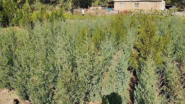 Туя: Туя — 15