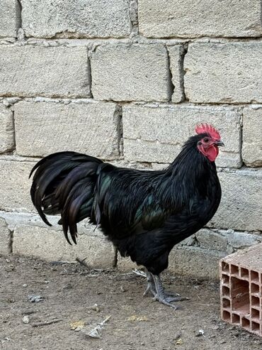 quş üçün qəfəs: Məhsul: Safqan xoruzlar - Növ və rəng: Fotolarda iki fərqli xoruz