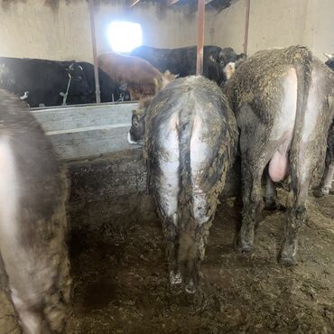 Коровы, быки: Продаю | Бык (самец) | Швицкая, Алатауская | На откорм, На забой, Для разведения — 13