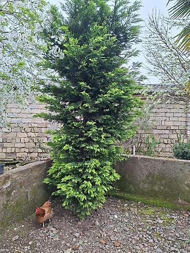 Ağaclar: Ağac, gullerin satişi — 9