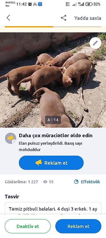 İtlər: Pitbul, 1 ay — 3