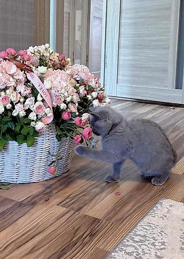 Животные: Британский короткошёрстный котёнок, окрас голубой (однотонный серый) — 4